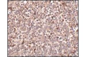 Immunohistochemistry of PIGY in human spleen tissue with this product at 2. (PIGY Antikörper  (C-Term))