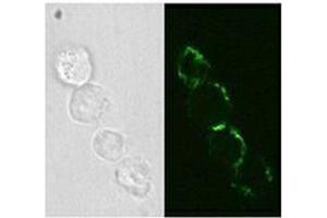 Immunofluorescence (IF) image for anti-Neural Cell Adhesion Molecule 1 (NCAM1) antibody (Biotin) (ABIN2661116) (CD56 Antikörper  (Biotin))