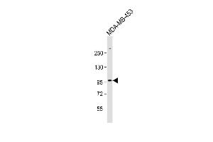 Anti-ZBTB49 Antibody (N-term) at 1:1000 dilution + MDA-MB-453 whole cell lysate Lysates/proteins at 20 μg per lane.