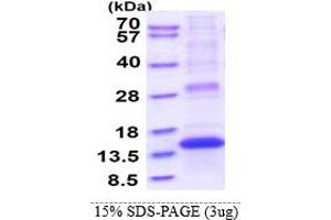 SDS-PAGE (SDS) image for Placenta-Specific 8 (PLAC8) (AA 1-115) protein (His tag) (ABIN5853285) (PLAC8 Protein (AA 1-115) (His tag))
