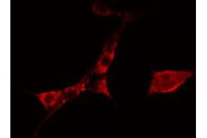 ABIN6274764 staining A549 cells by IF/ICC.