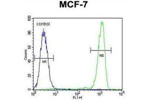 Flow cytometric analysis of MCF-7 cells using RABGAP1 Antibody (N-term) Cat. (RABGAP1 Antikörper  (N-Term))