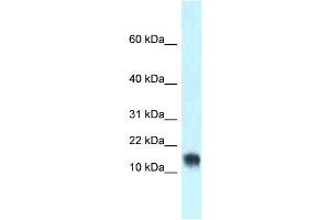 WB Suggested Anti-Lynx1 Antibody Titration: 1. (LYNX1 Antikörper  (Middle Region))
