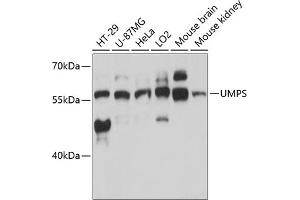 Western blot analysis of extracts of various cell lines, using UMPS antibody (ABIN6128901, ABIN6149927, ABIN6149929 and ABIN6217183) at 1:3000 dilution. (UMPS Antikörper  (AA 100-260))