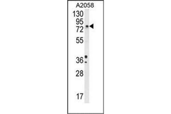 DBH Antikörper  (N-Term)