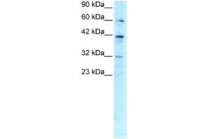 Western Blotting (WB) image for anti-E2F Transcription Factor 4, P107/p130-Binding (E2F4) antibody (ABIN2460194) (E2F4 Antikörper)