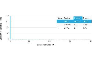 Protein Array (PAr) image for anti-Oligodendrocyte Lineage Transcription Factor 2 (OLIG2) antibody (ABIN7456250) (OLIG2 Antikörper)