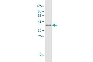 Western Blotting (WB) image for anti-Tumor Necrosis Factor, alpha-Induced Protein 2 (TNFAIP2) (AA 552-650) antibody (ABIN2565950)