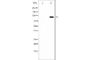 Western blot analysis of FKHRL1 phosphorylation expression in serum treated NIH-3T3 whole cell lysates,The lane on the left is treated with the antigen-specific peptide. (FOXO3 Antikörper  (pSer253))