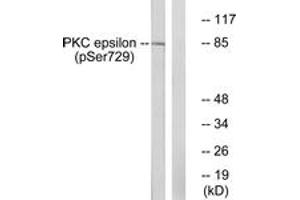 Western blot analysis of extracts from HeLa cells treated with PMA 125ng/ml 30', using PKC epsilon (Phospho-Ser729) Antibody. (PKC epsilon Antikörper  (pSer729))
