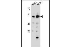 DNPEP Antibody (N-term) (ABIN655795 and ABIN2845225) western blot analysis in K562,MCF-7 cell line lysates (35 μg/lane). (Aspartyl Aminopeptidase Antikörper  (N-Term))