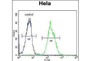 PRE1 Antibody (N-term) (ABIN652240 and ABIN2841004) flow cytometric analysis of Hela cells (right histogram) compared to a negative control cell (left histogram). (MAPRE1 Antikörper  (N-Term))