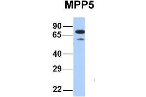 Host:  Rabbit  Target Name:  MPP5  Sample Type:  Human Fetal Heart  Antibody Dilution:  1. (MPP5 Antikörper  (N-Term))