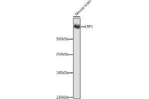 Western Blotting (WB) image for anti-Low Density Lipoprotein Receptor-Related Protein 1 (LRP1) (AA 20-270) antibody (ABIN3021969)