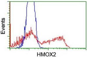 HEK293T cells transfected with either RC201777 overexpress plasmid (Red) or empty vector control plasmid (Blue) were immunostained by anti-HMOX2 antibody (ABIN2455292), and then analyzed by flow cytometry. (HMOX2 Antikörper)