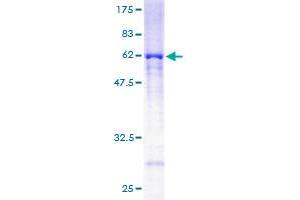 RRAGA Protein (AA 1-313) (GST tag)