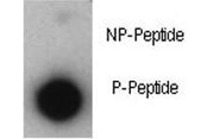 Dot blot analysis of phosphorylated-p21 antibody. (p21 Antikörper  (pThr57))