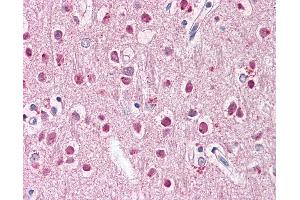 Anti-ZNF238 antibody IHC of human brain, cortex. (ZNF238 Antikörper  (AA 107-156))