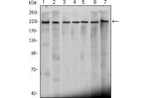 Western blot analysis using CHD3 mouse mAb against Hela (1), K562 (2), Jurkat (3), NTERA-2 (4), HEK293 (5), Raji (6) cell lysate and mouse brain (7) tissue lysate. (CHD3 Antikörper)