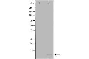 Western blot analysis of extracts of Raji , using POLR2L antibody.