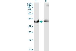 Western Blot analysis of GAPDH expression in transfected 293T cell line by GAPDH monoclonal antibody (M01A), clone 3C2. (GAPDH Antikörper  (AA 226-335))