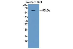 Detection of Recombinant APOA4, Porcine using Monoclonal Antibody to Apolipoprotein A4 (APOA4) (APOA4 Antikörper  (AA 21-382))