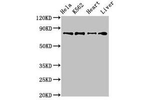 Western Blot Positive WB detected in: Hela whole cell lysate, K562 whole cell lysate, Mouse heart tissue, Rat liver tissue All lanes: RGL2 antibody at 3. (RGL2 Antikörper  (AA 145-328))