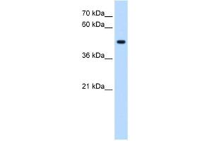 WB Suggested Anti-STYK1 Antibody Titration:  0. (STYK1 Antikörper  (C-Term))