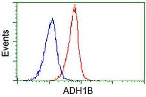 Image no. 4 for anti-Alcohol Dehydrogenase 1B (Class I), beta Polypeptide (ADH1B) antibody (ABIN1496476) (ADH1B Antikörper)