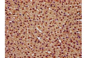 IHC image of ABIN7171705 diluted at 1:100 and staining in paraffin-embedded human adrenal gland tissue performed on a Leica BondTM system. (TTI2 Antikörper  (AA 159-264))