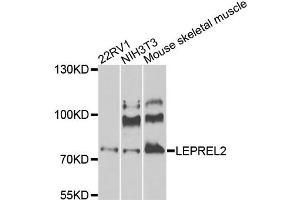 Western blot analysis of extracts of various cell lines, using LEPREL2 antibody (ABIN5975323) at 1/1000 dilution. (LEPREL2 Antikörper)