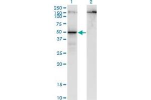 Western Blot analysis of PARD6B expression in transfected 293T cell line by PARD6B monoclonal antibody (M01), clone 1C4. (PARD6B Antikörper  (AA 1-372))