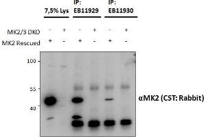 Image no. 4 for anti-Mitogen-Activated Protein Kinase-Activated Protein Kinase 2 (MAPKAPK2) (Internal Region) antibody (ABIN1590006)