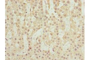 Immunohistochemistry of paraffin-embedded human adrenal gland tissue using ABIN7168463 at dilution of 1:100 (RUFY2 Antikörper  (AA 396-655))
