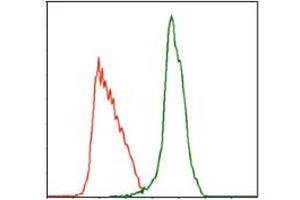 Image no. 3 for anti-Myeloproliferative Leukemia Virus Oncogene (MPL) antibody (ABIN1497161) (MPL Antikörper)