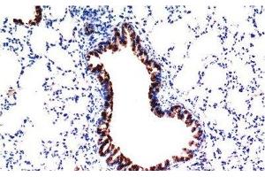 Immunohistochemistry of paraffin-embedded Mouse liver tissue using TGFB1 Monoclonal Antibody at dilution of 1:200. (TGFB1 Antikörper)