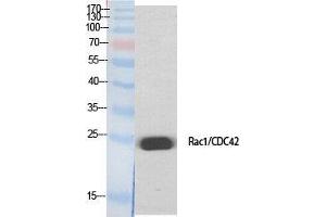 Western Blot (WB) analysis of specific cells using Rac1/2/3/CDC42 Polyclonal Antibody. (Rac1/2/3/CDC42 (Lys284), (Lys292) Antikörper)