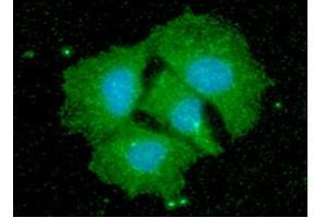 ICC/IF analysis of CPOX in Hep3B cells line, stained with DAPI (Blue) for nucleus staining and monoclonal anti-human CPOX antibody (1:100) with goat anti-mouse IgG-Alexa fluor 488 conjugate (Green).