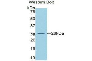 Western Blotting (WB) image for anti-Cardiotrophin-Like Cytokine Factor 1 (CLCF1) (AA 28-225) antibody (ABIN1858415) (CLCF1 Antikörper  (AA 28-225))