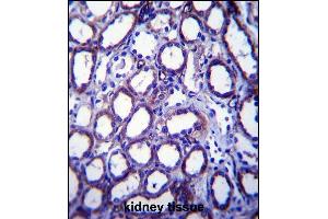 TRIM34 Antibody (N-term) (ABIN657567 and ABIN2846574) immunohistochemistry analysis in formalin fixed and paraffin embedded human kidney tissue followed by peroxidase conjugation of the secondary antibody and DAB staining. (TRIM34 Antikörper  (N-Term))