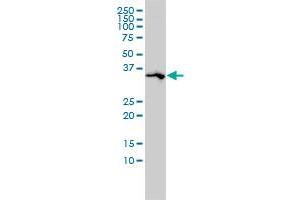 Western Blotting (WB) image for anti-Secreted Protein, Acidic, Cysteine-Rich (Osteonectin) (SPARC) (AA 1-303) antibody (ABIN562974)