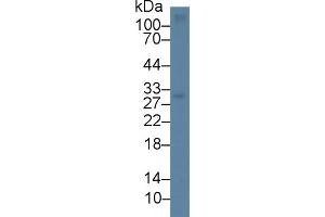 Western Blot; Sample: Mouse Thymus lysate; Primary Ab: 1µg/ml Rabbit Anti-Mouse CD7 Antibody Second Ab: 0. (CD7 Antikörper  (AA 24-150))