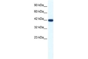 Western Blotting (WB) image for anti-Integrin-Binding Sialoprotein (IBSP) antibody (ABIN2461406)