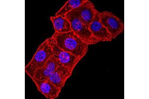 Immunofluorescence analysis of Hela cells using GRIK3 mouse mAb. (GRIK3 Antikörper  (AA 32-173))