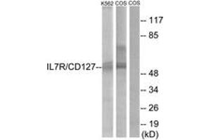 Western blot analysis of extracts from K562/COS cells, treated with insulin 0. (IL7R Antikörper  (AA 410-459))
