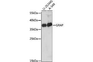 Western blot analysis of extracts of various cell lines, using GRAP antibody (ABIN7267510) at 1:1000 dilution.