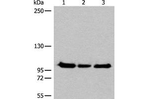 Western blot analysis of Hela K562 and HEPG2 cell lysates using XPO1 Polyclonal Antibody at dilution of 1:200 (XPO1 Antikörper)