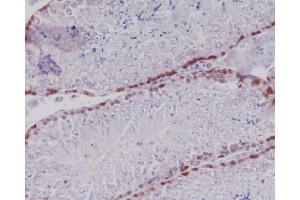 Immunohistochemical analysis of paraffin-embedded mouse testis, using Caspase-2 Antibody. (Rekombinanter Caspase 2 Antikörper)