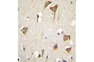 Formalin fixed and paraffin embedded human brain tissue stained with MYO6 Antibody (C-term) followed by peroxidase conjugation of the secondary antibody and DAB staining. (Myosin VI Antikörper  (C-Term))