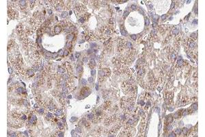 ABIN6276596 at 1/100 staining human kidney tissue sections by IHC-P. (PDGFB Antikörper  (N-Term))